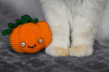 Soft white cat  paws and a funny woolly pumpkin with eyes