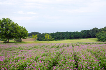 雨の兵庫県立公園あわじ花さじき
