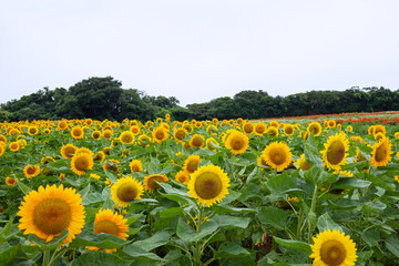 雨の兵庫県立公園あわじ花さじき