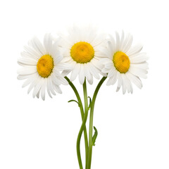 Obraz premium Three fresh white daisy flowers with bright yellow centers on white