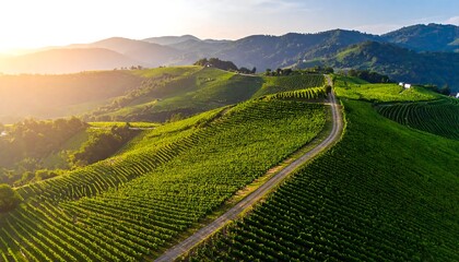 Fototapeta premium Lush vineyard slopes bathed in golden light, with a path winding through rows