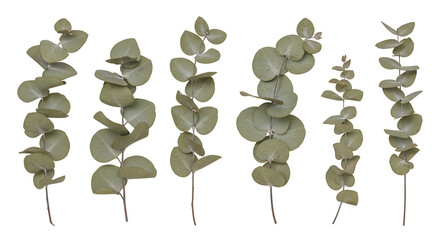Dried eucalyptus leaves isolated natural botanical plant elements for decor and design green foliage sprigs for herbal medicine and aromatherapy projects