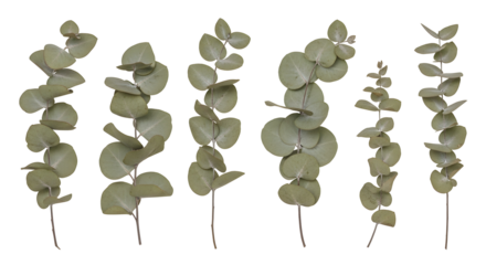 Dried eucalyptus leaves isolated natural botanical plant elements for decor and design green foliage sprigs for herbal medicine and aromatherapy projects