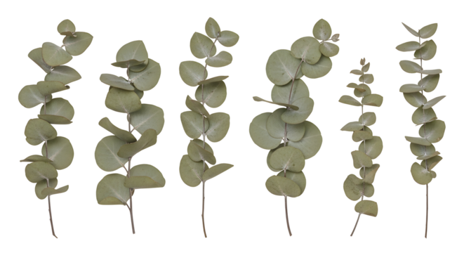 Dried eucalyptus leaves isolated natural botanical plant elements for decor and design green foliage sprigs for herbal medicine and aromatherapy projects