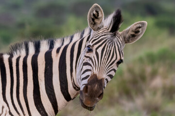 Portrait de zèbre - You're talking to me ?