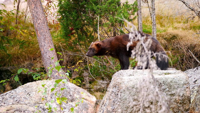 wolverine (Gulo gulo) in scandinavian forest 717