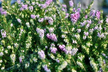 South Island, New Zealand - May 23, 2025: A close-up of blooming pink and purple heather (ling) with small bell-shaped flowers and dark green foliage. The plant is thriving in the autumn landscape.