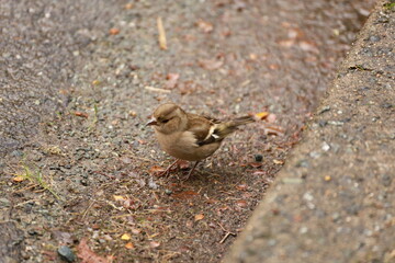 South Island, New Zealand - May 18, 2025: A small brown bird (likely a Chaffinch or Sparrow) stands on wet, reddish-brown cobblestones. The focus is sharp on the bird in a shallow depth of field.