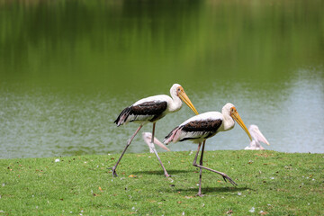 The Painted Stork bird (Mycteria leucocephala) in garden
