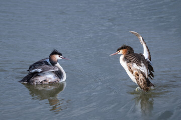 The Bahri, whose scientific name is Podiceps Cristatus, is from the Podicipedidae family.