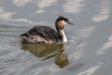 The Bahri, whose scientific name is Podiceps Cristatus, is from the Podicipedidae family.