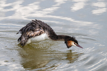 The Bahri, whose scientific name is Podiceps Cristatus, is from the Podicipedidae family.