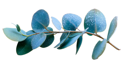 A frozen eucalyptus branch with round blue leaves isolated on a white background, a frosty winter plant decoration, a cold nature floral element, a silver dollar foliage twig with ice.
