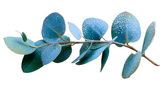 A frozen eucalyptus branch with round blue leaves isolated on a white background, a frosty winter plant decoration, a cold nature floral element, a silver dollar foliage twig with ice.