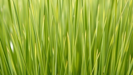 Naklejka premium ryegrass. Slender ryegrass blade textures in various green shades, minimalist botanical composition. gardening catalogs, home-decor guides, designed for home decor and floral branding.