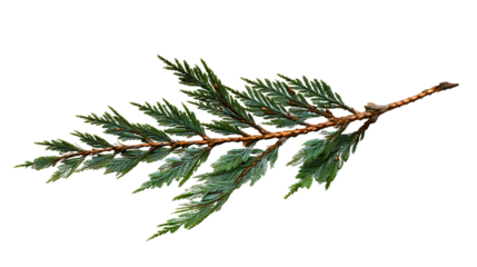 A single cedar branch isolated on a plain background, a natural evergreen twig for winter, a conifer plant with green scale leaves, a cypress flora detail, a Christmas decoration.