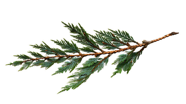 A single cedar branch isolated on a plain background, a natural evergreen twig for winter, a conifer plant with green scale leaves, a cypress flora detail, a Christmas decoration.