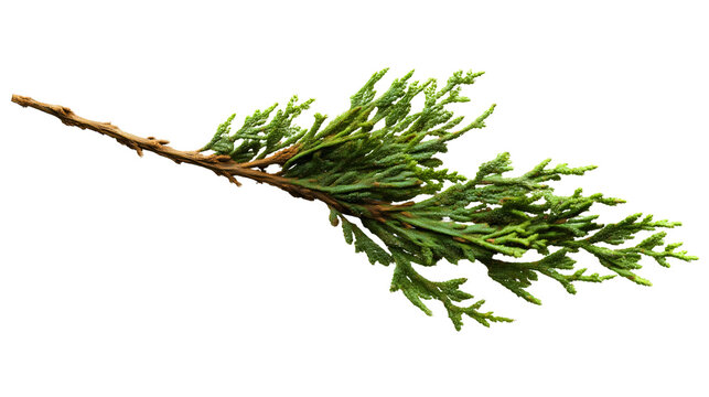 A close-up of a green cedar branch isolated on a white background, a natural evergreen twig with brown stem, a conifer leaf texture, a holiday plant object, a fresh nature detail.