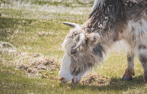 Portrait of a yak munching grass in a mountain pasture, the horned head of an ungulate