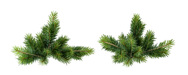 Christmas pine needles isolated on white background