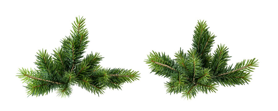 Christmas pine needles isolated on white background