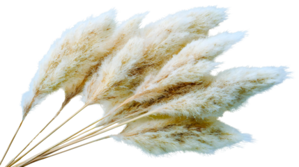 A bouquet of dried pampas grass isolated on a plain background, fluffy cream reed plumes, a natural home decoration, soft cortaderia plant stems, a boho wedding floral design element.