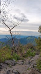 Obraz premium tree on the edge of the mountain