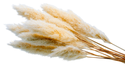 A bundle of dried pampas grass isolated on a white background, fluffy golden reed plumes, a natural boho decoration, soft cortaderia plant stems, a dry floral interior design element.