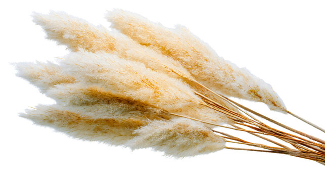 A bundle of dried pampas grass isolated on a white background, fluffy golden reed plumes, a natural boho decoration, soft cortaderia plant stems, a dry floral interior design element. - Powered by Adobe