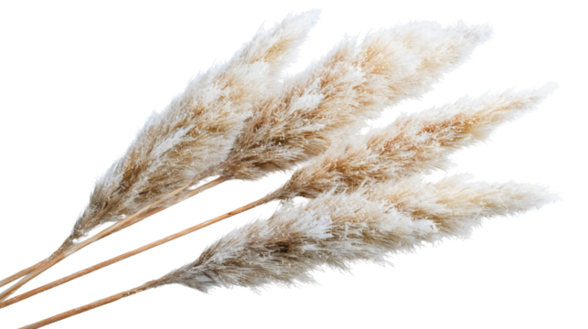 Three dried pampas grass stems isolated on a white background, fluffy beige reed plumes, a natural boho decoration, soft cortaderia plant texture, a vintage floral design element.