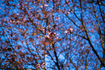 Cherry blossom on tree in Fog Lane Park, Manchester, UK