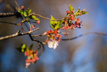 Tree blossoming in Fog Lane Park, Manchester, UK