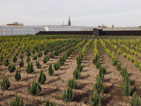 A plantation of some sort of conifers in an agricultural field near The Hague, The Netherlands.