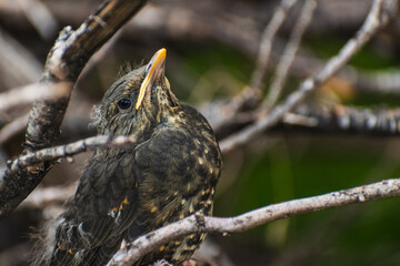 Close-up portrait of a small bird with bright black eyes and brown feathers, camouflaged in dry tree branches