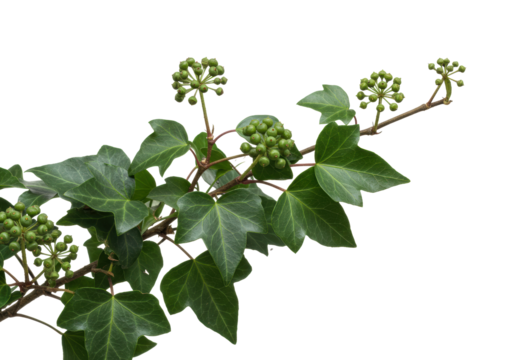 Vibrant English ivy (Hedera helix) vine with glossy deep green leaves and green berries, on a transparent studio background, ample copy space. Botanical detail concept.