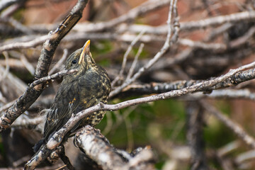 Close-up portrait of a small bird with bright black eyes and brown feathers, camouflaged in dry tree branches
