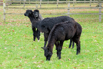Fototapeta premium portrait of three cute black alpacas