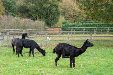Fototapeta premium portrait of three cute black alpacas