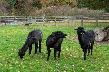 Fototapeta premium portrait of three cute black alpacas