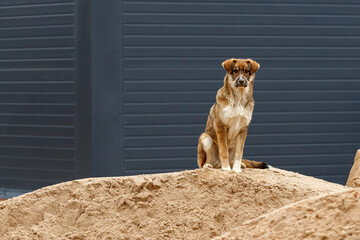 A red mongrel dog sits on top of a sand pile in front of a gray fence