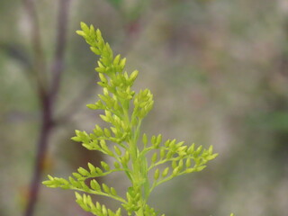 蕾　セイタカアワダチソウ（背高泡立草）／Solidago altissima