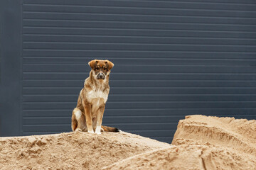 A red dog sits on a pile of sand in front of a dark wall