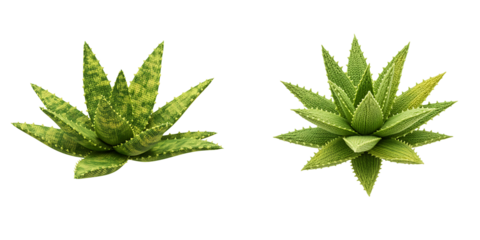 Two aloe vera plants with green spotted leaves on black background