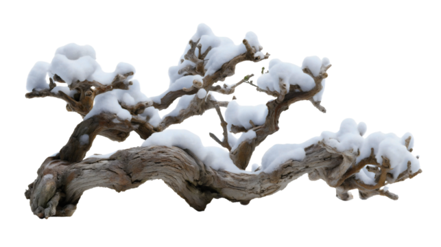 A dry driftwood stump with white snow isolated on a plain background, a frozen old tree branch, a winter season decoration, a textured wood log, a cold weather nature element.