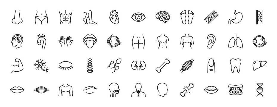 Human anatomy line icon set. Vector pictograms of heart, brain, lungs, liver, bones, muscles, stomach, and other human body parts, thin linear illustration.