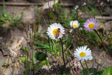 Close-up of a bee delicately perched on a daisy, surrounded by other daisies in a garden setting