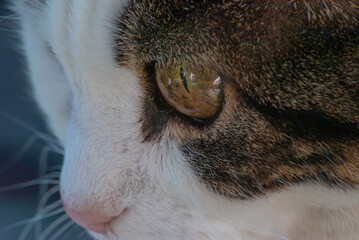 Eye and facial features of a domestic cat, showcasing intricate details of its appearance