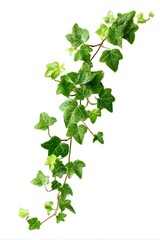 Naklejka premium Vivid green ivy branch with multiple leaves, curving downwards, against a white background
