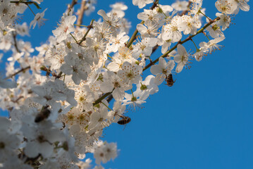The delicate beauty of white cherry blossoms against a clear, vibrant blue sky, with bees foraging