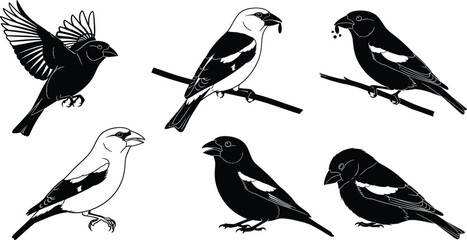 Set of Hawfinch bird illustrations featuring silhouettes and line art styles, including flying and perched poses, for nature and wildlife design projects.